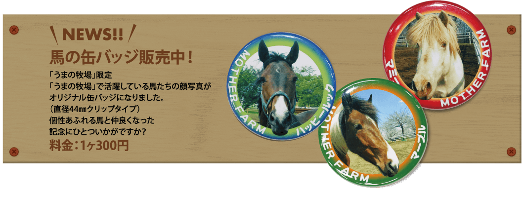 乗馬体験 動物とふれあう 牧場で何ができる マザー牧場