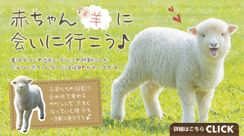 赤ちゃん羊バナー2019