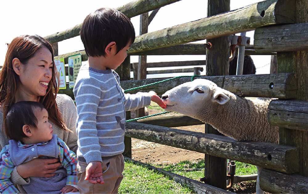 ひつじのエサやり体験