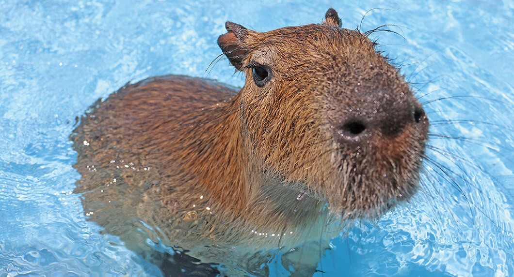 ふれあい牧場