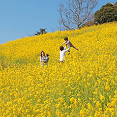 花の鑑賞